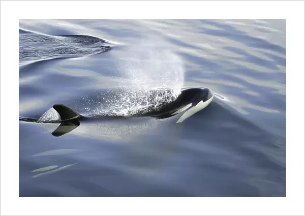 Orca (Orcinus orca) pod surfacing in Chatham Strait, southeast Alaska, USA