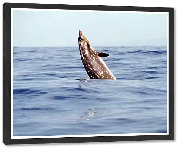 Blainvilles Beaked Whale, Mesoplodon densirostris, breaching in deep water off the Kona coast, Hawaii