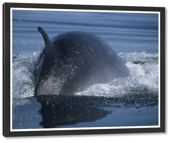Its all about being fast and agile when hunting small schooling capelin, the main prey of Minke whales (Balaenoptera acutorostrata) in the St. Lawrence estuary, Canada It├îs all about being fast and agile when hunting small schooling capelin