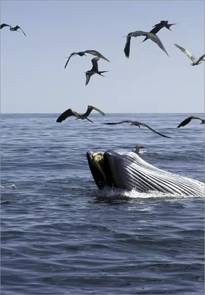 A Brydes whale (Balaenoptera edeni) feeding with associated frigate birds Gulf of California Restricted resolution (Please contact us)