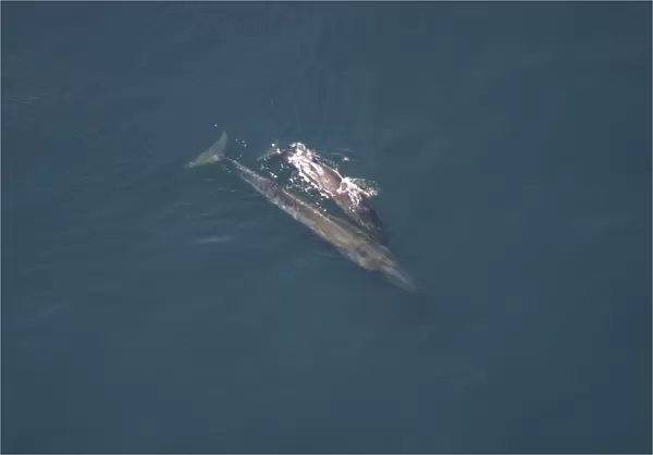 Aerial view of Sei whale (Balaenoptera borealis) with calf. Gulf of Maine, USA (rr)