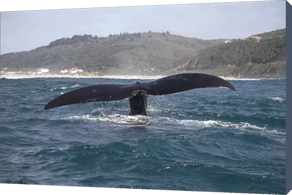 Southern right whale (Eubalaena. glacialis) fluking up Plettenburg Bay, South Africa (RR)