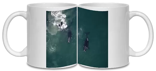 Aerial view of Southern right whales (Eubalaena australis) in feeding grounds, South Africa