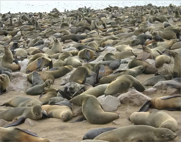 Cape fur seal colony (Arctocephalus pusillus) Coast of Namibia (RR)