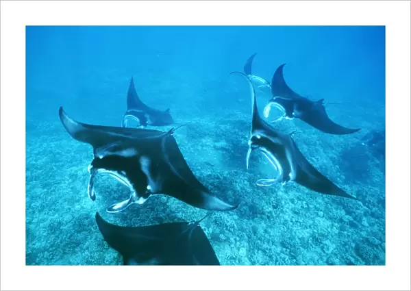 Pacific manta rays over reef in possible mating behavior. West Maui, Hawaii, USA