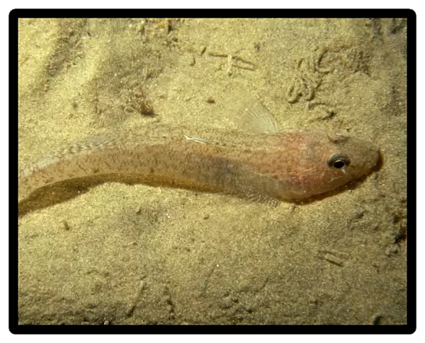 Sand eel (Hyperoplus lanceolatus) resting on the sea bed. UK