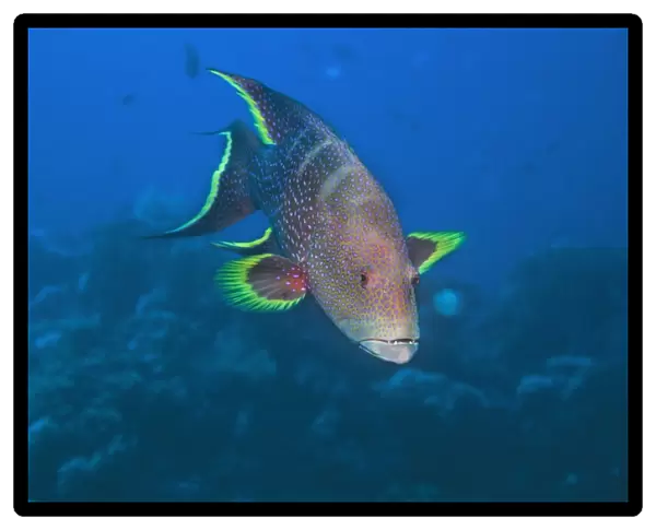 Lyretail grouper. Red sea