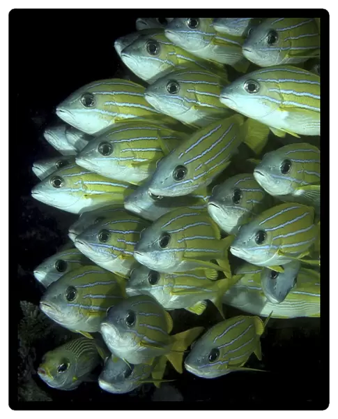 Bluelined Snapper (Lutjanus kasmira) Angaga House Reef, Maldives, Indian Ocean. Restricted resolution (Please contact us)