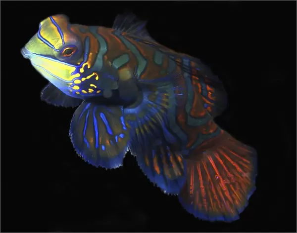 Mandarinfish, Synchiropus splendidus, male, Malapascua, Cebu, Philippines, Visayan Sea