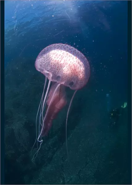 Purple Stinger Jellyfish (Pelagia notiluca) Sardinia, Italy, Mediterranean