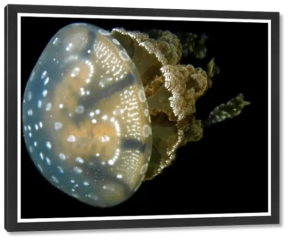 Jellyfish, Mastigias sp. Palau, Micronesia