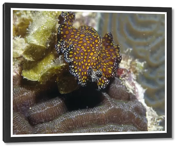 Leopard flatworm (Pseudobiceros pardalis), crawling over corals with head facing front, Cayman Islands