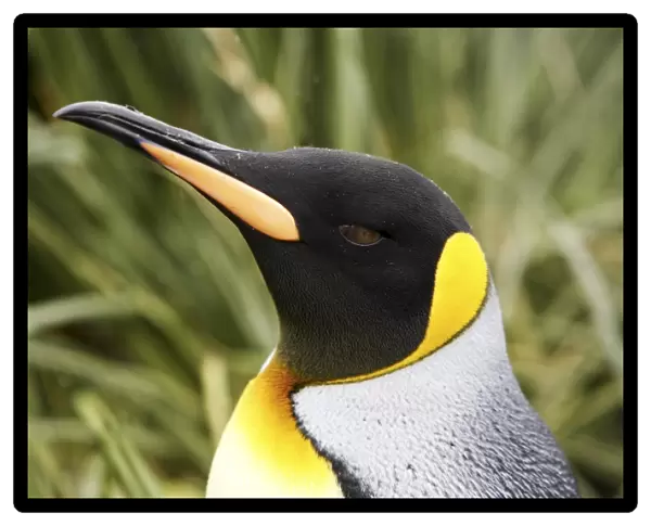 Adult king penguin (Aptenodytes patagonicus) head detail on South Georgia Island, southern Atlantic Ocean