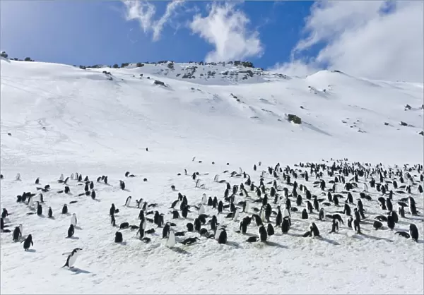 Chinstrap penguin (Pygoscelis antarctica) colony on Bailey Head on Deception Island in the South Shetland Islands near the Antarctic Peninsula. There are an estimated over 2 million breeding pairs of chinstrap penguins in the Antarctic peninsula