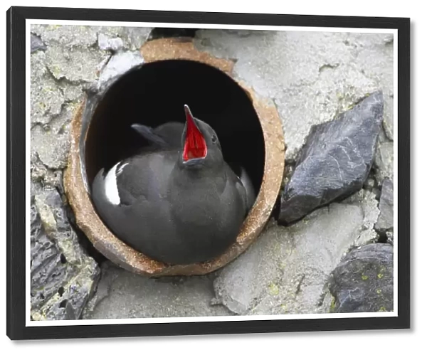 Black Guillemot (Cepphus grylle) pair sitting in a drain pipe that they are nesting in, one bird is calling. Black Guillemots nest in drains and holes in the sea wall in the middle of Oban town centre. Argyll Scotland, UK