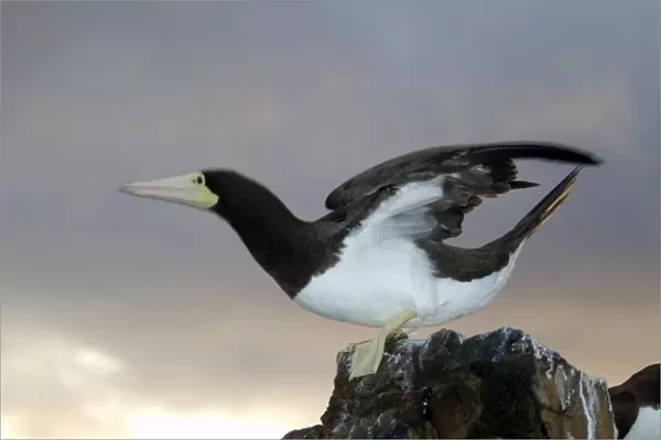 Brown booby, Sula leucogaster, ready to fly, St. Peter and St. Pauls rocks, Brazil, Atlantic Ocean