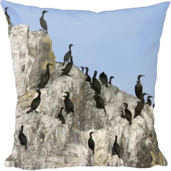 Double-crested cormorant (Phalacrocorax auritus) colony along the inside passage in Southeast Alaska, USA (Restricted Resolution - please contact