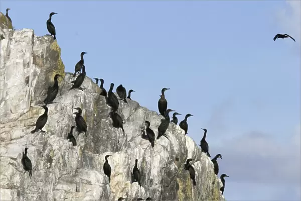 Double-crested cormorant (Phalacrocorax auritus) colony along the inside passage in Southeast Alaska, USA (Restricted Resolution - please contact