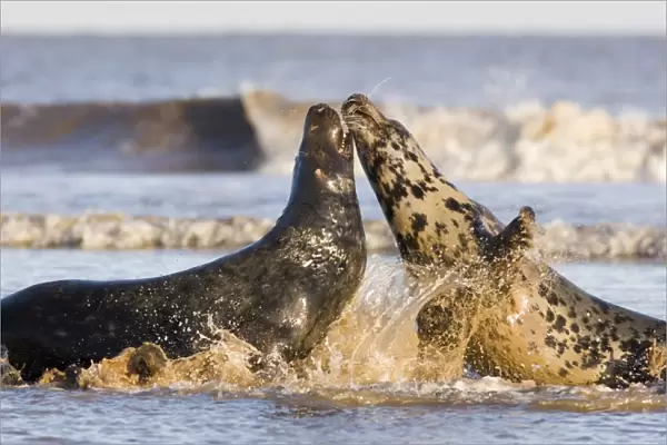 Grey Seal (Halichoerus grypus) male and female in sea, female so far rejecting males advance to mate, Lincolnshire, UK