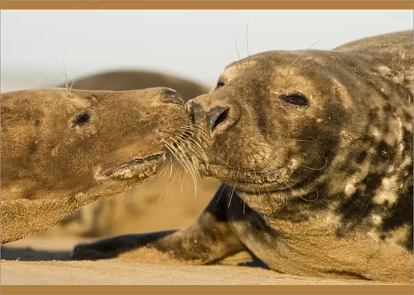 Grey Seal (Halichoerus grypus) male and female touch noses, Lincolnshire, UK (RR)