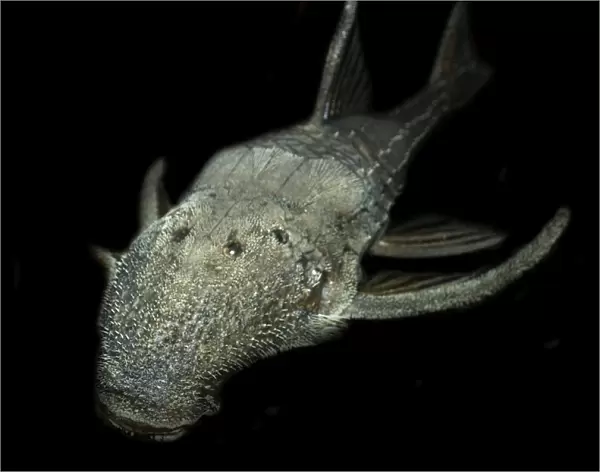 Sucker catfish, Acanthicus hystrix, Manaus, Amazonas, Brazil