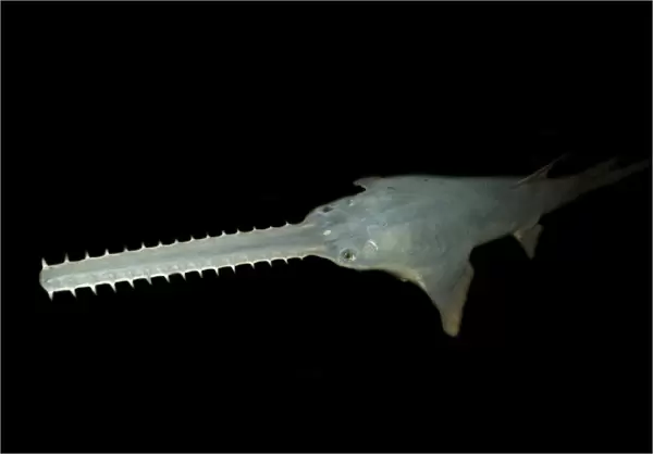 Sawfish, Pristis pectinatus, preserved specimen, Amazon River Basin, Amazonas, Brazil