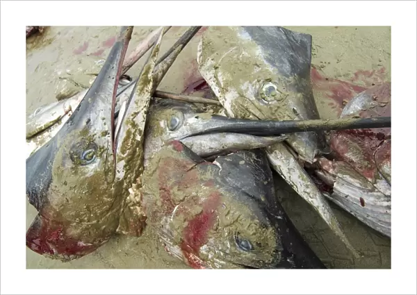 Various types of billfish. Uncontrolled fishing in Ecuador