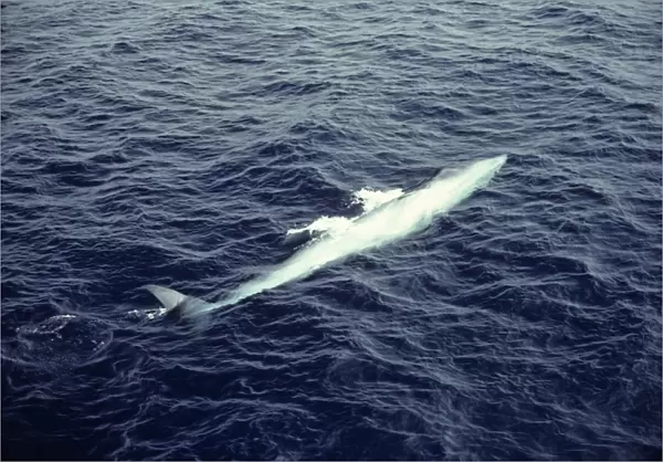Brydes whale on its side with pectoral fin and part of fluke above water. (Balaenoptera edeni). Off the east of Isabela Island, Galapagos
