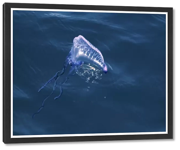 Portuguese Man O War (Physalia physalis) floating on the surface, Azores, North Atlantic