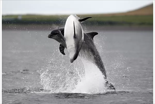 Two Bottlenose dolphins (Tursiops truncatus) breaching together in the Moray Firth, Scotland