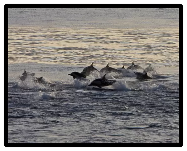 Long-beaked Common Dolphin pod (Delphinus capensis) encountered off Isla Espiritu Santo in the southern Gulf of California (Sea of Cortez), Baja California Sur, Mexico