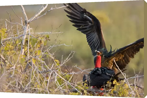 Adult male great frigate bird (Fregata minor) at nesting and breeding site (note red expanded gular pouch) on North Seymour Island in the Galapagos Island Group, Ecuador. Pacific Ocean. This frigate bird is a kleptoparasite - it steals food from
