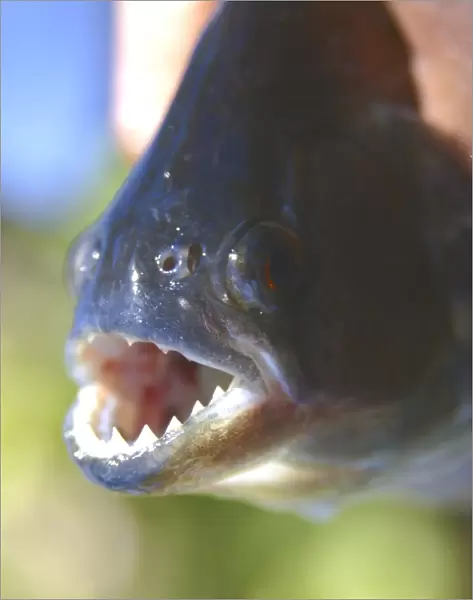 Piranha (Pygocentrus nattereri), a carnivorous fish, caught on a line, southern Pantanal, Mato Grosso do Sul