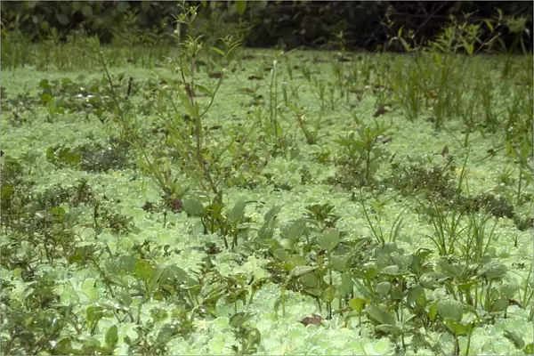 Common water hyacinth, Eichhornia sp. Mamiraua sustainable development reserve, Amazonas, Brazil