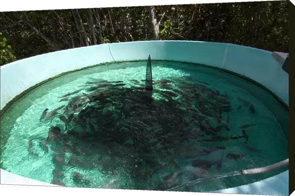 Tank with hundreds of tilapia, Oreochromis mossambicus, Hawaii Institute of Marine Biology, Kaneohe, Oahu