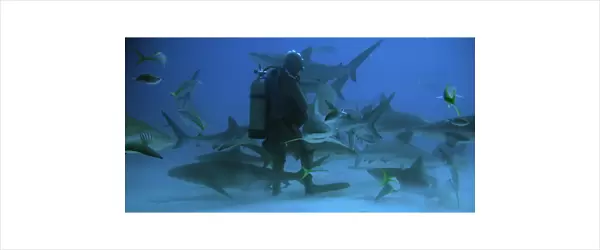 Diver feeding caribbean reef sharks, Carcharhinus perezi, Freeport, Bahamas (Caribbean) (rr)
