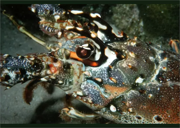 Carribean spiny lobster, Panullirus argus, Looe Key, Key Largo, Florida (South Atlantic)