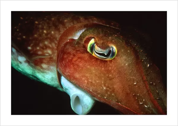 Reef cutlefish portrait, night, Sepia sp. Madang, Papua New Guinea (Solomon Sea)