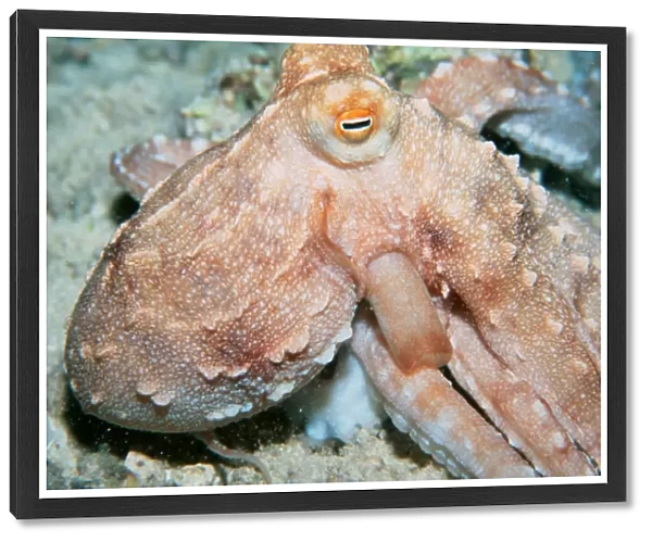 Ornate octopus, at night, (Octopus ornatus). Oahu, Hawaii (N. Pacific)