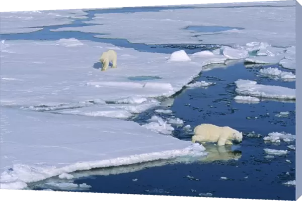 A Polar Bear (Ursus maritimus) gets followed by another bear. Northwest of Nordaustlandet, Svalbard Archipelago, High Norwegian