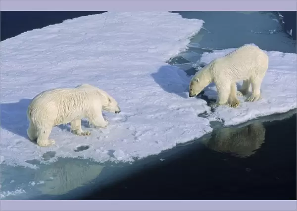 Two Polar Bears (Ursus maritimus) sniffing each other during a close meet up on an ice floe. Northwest of Nordaustlandet, Svalbard Archipelago, High Norwegian