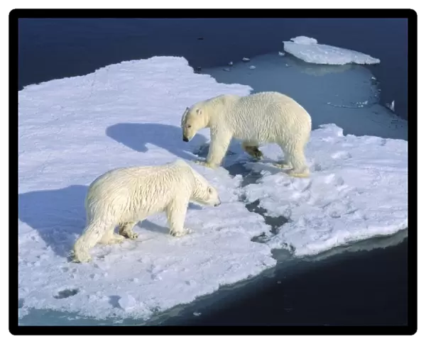 Meet up of two Polar Bears (Ursus maritimus) the weaker one has to give way. Northwest of Nordaustlandet, Svalbard Archipelago, High Norwegian