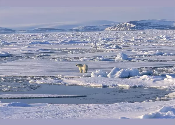 Polar Bear (Ursus maritimus) standing on a huge pack ice field, in the background a mountain silhouette. Nordenski├áldbukta, North of Nordaustlandet, Svalbard Archipelago, High Norwegian