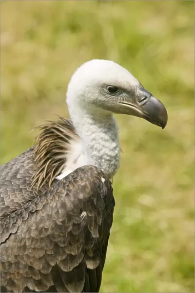 A Griffon Vulture