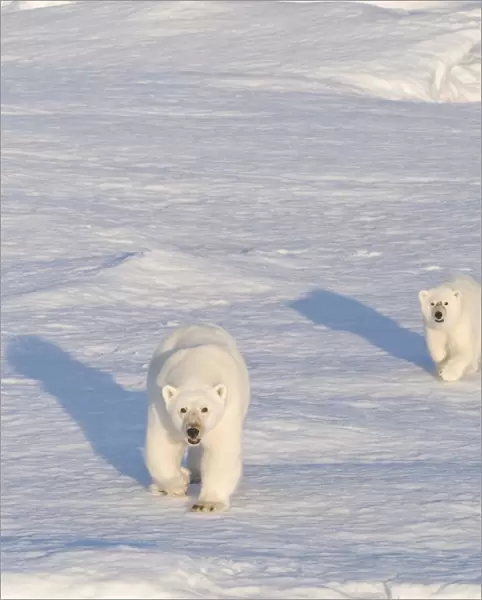 Polar Bears. Longyearbyen, Svalbard, Norway
