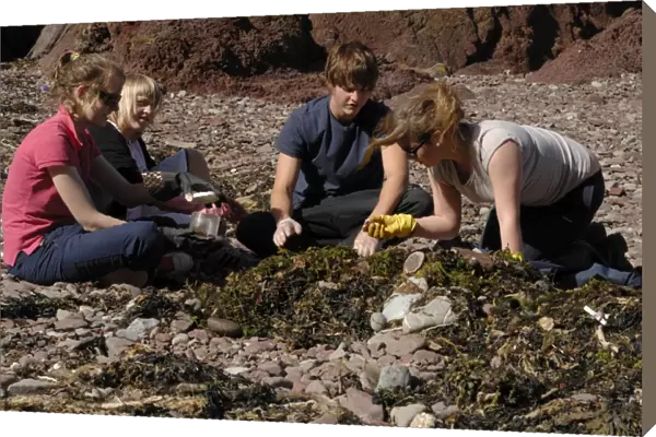 A level students doing a sandhopper survey, Castle Bay, Dale, Pembrokeshire, Wales, UK, Europe