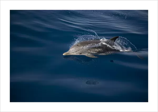Striped dolphin (Stenella coeruleoalba) breaking the surface. Greece, Eastern Med