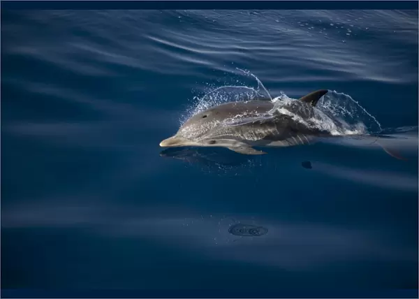 Striped dolphin (Stenella coeruleoalba) breaking the surface. Greece, Eastern Med