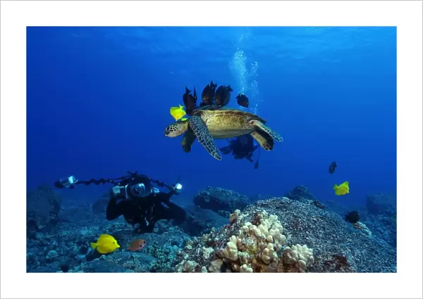 Underwater photographer Masa Ushioda and Green sea turtle, Chelonia mydas, getting cleaned by yellow tangs, Zebrasoma flavescens and lined bristletooth, Ctenochaetus striatus, Kailua-Kona, Hawaii, (N