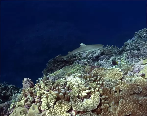 Blacktip shark, Carcharhinus melanopterus, hovers over pristine coral reef Rongelap, Marshall Islands